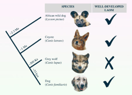 New study reveals that coyotes can display ‘puppy eyes’ as well New Study Reveals That Coyotes Can Display 'puppy Eyes' As