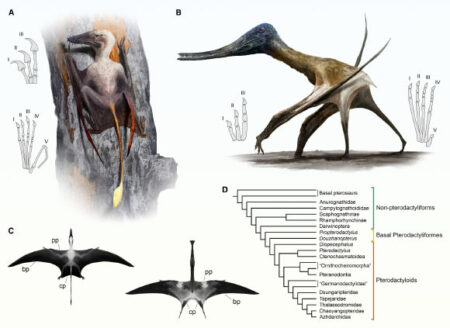 Research Finds That Pterosaurs Were Well Suited For Diverse Terrestrial Lifestyles