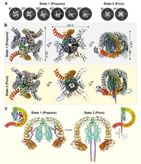 Scientists Unravel The Composition Of The Unique Toxin Found In