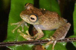 Seven Frog Species Recently Identified Produce Vocalizations That Resemble The
