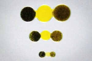 Silk Hydrogel Battery Could Power Pacemakers In Mice