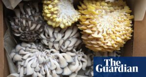 'sustainable Startups Struggle To Fix Broken Food System As Venture