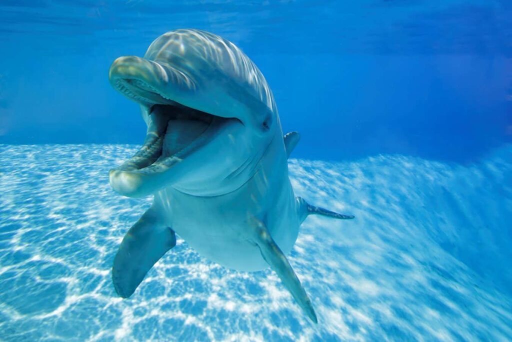 The Smile Of A Dolphin Could Indicate Their Playful Nature