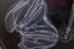 Two Injured Comb Jellyfish Might Merge To Create A Single