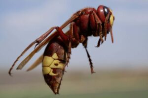 Wasps Have A Unique Ability To Store Alcohol That Surpasses