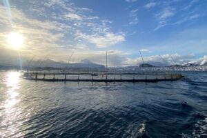 Why Wild Caught Fish Is More Sustainable Than Farmed Fish