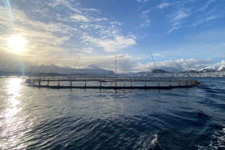 Why Wild Caught Fish Is More Sustainable Than Farmed Fish