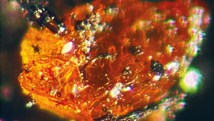 Amber Found for the First Time in Antarctica Amber Found For The First Time In Antarctica