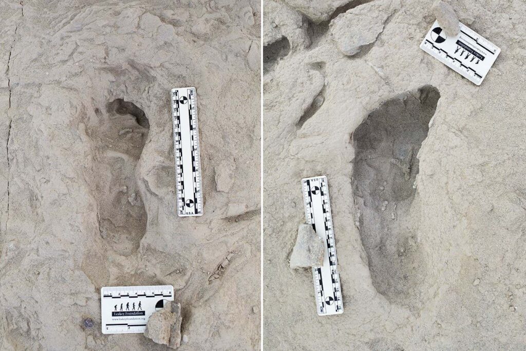 Ancient Footprints Reveal How Early Human Species Lived Together