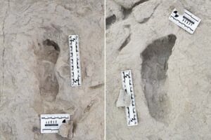 Ancient Footprints Reveal How Early Human Species Lived Together