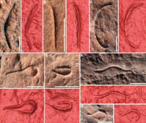 Ancient Nematode Fossils Resembling Ediacaran Species Discovered In Australia