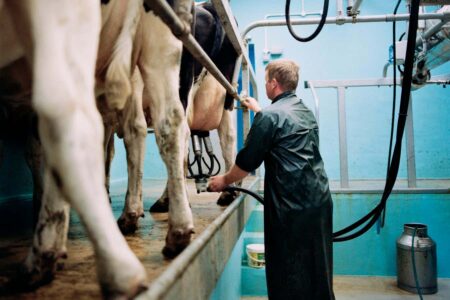 Antibodies For Avian Flu Discovered In Dairy Farm Workers In