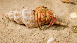 Australia Discovers New Species Of Hermit Crab
