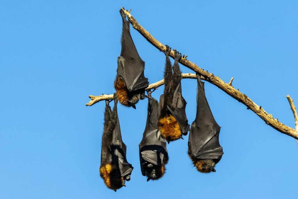 Baby Bats Are Increasing In Size Due To A Specific