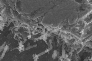 Bacteria Discovered In Asteroid Samples, Originating From Earth