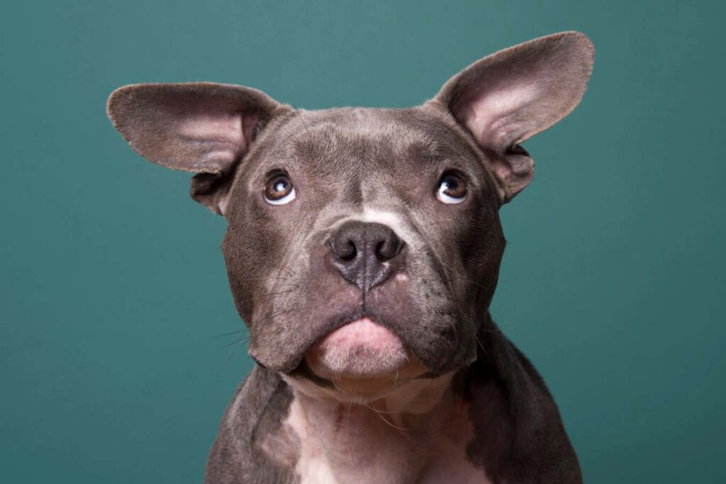 Bringing Science To Dog Training With A Unique Puppy Kindergarten