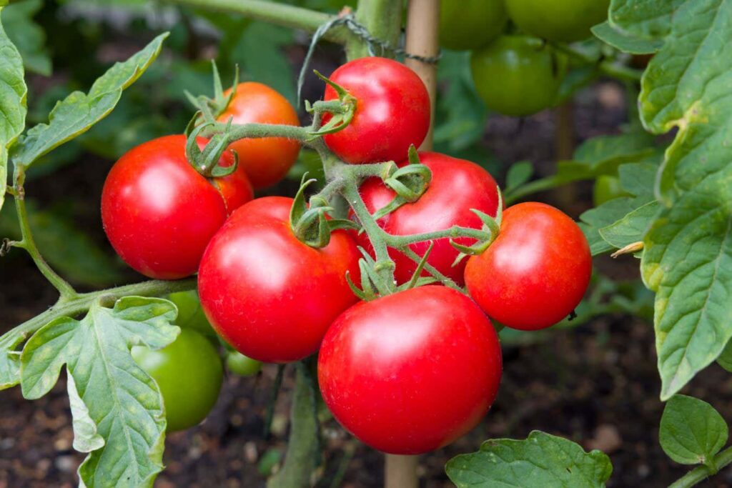 CRISPR gene editing brings us sweeter tomatoes Crispr Gene Editing Brings Us Sweeter Tomatoes