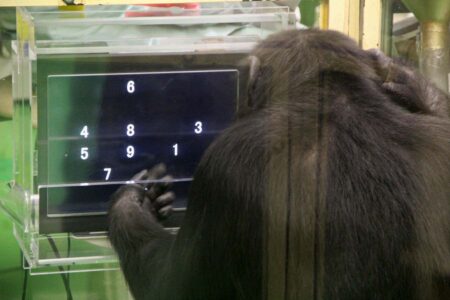 Chimpanzees Perform Better At Difficult Tasks With An Audience Present.