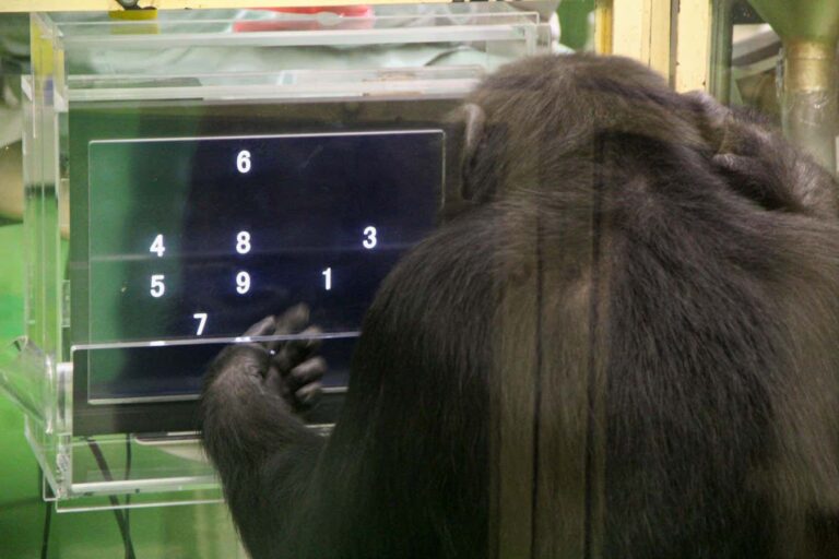 Chimpanzees Perform Better At Difficult Tasks With An Audience Present.