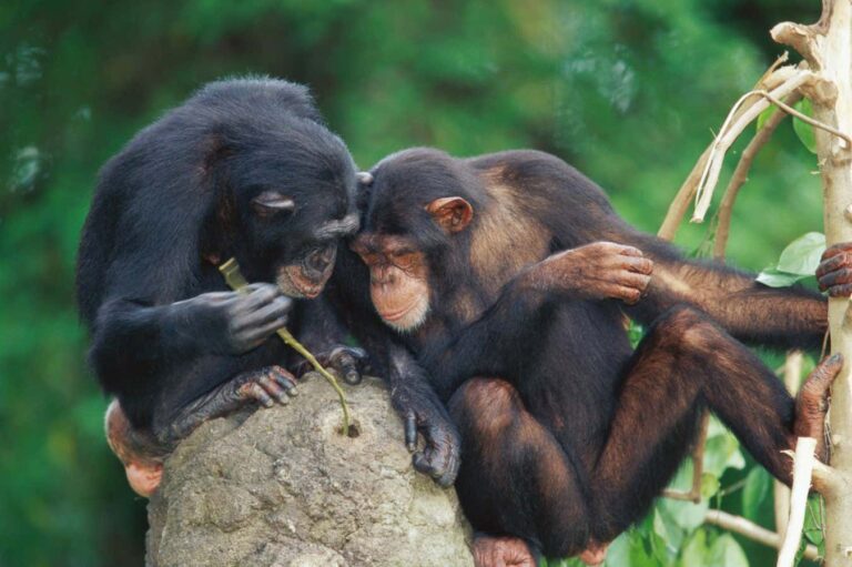 Chimpanzees show signs of increasing technological advancement through their cultural development. Chimpanzees Show Signs Of Increasing Technological Advancement Through Their Cultural
