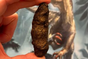 Could Fossilized Excrement Unlock The Secrets Of Dinosaur Dominance On