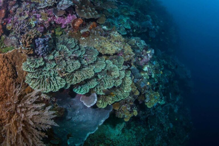 Deep sea affected by ocean acidification Deep Sea Affected By Ocean Acidification