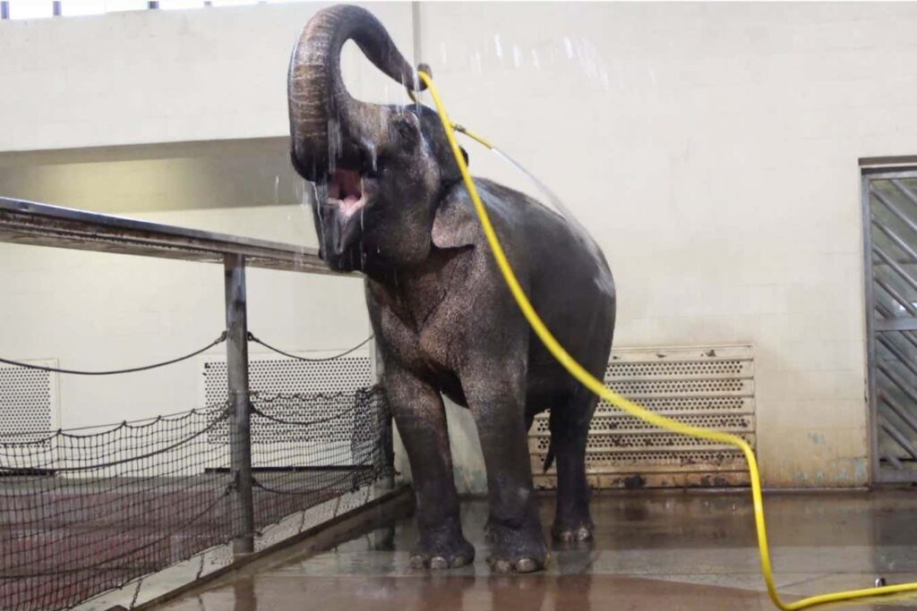 Elephants Having Fun With Hoses: Showering And Pranking Each Other