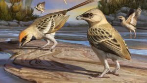 Enantiornis Fossil From 80 Million Years Ago Connects Archeopteryx To