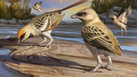 Enantiornis Fossil From 80 Million Years Ago Connects Archeopteryx To