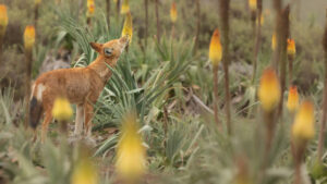 Ethiopian Wolf Makes History As First Large Carnivore To Consume