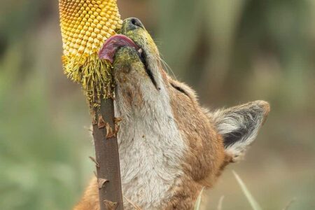 Ethiopian Wolves, Known For Their Love Of Nectar, May Become