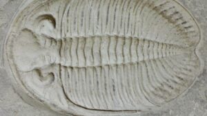 Evolution Of Trilobite Body Part Functions