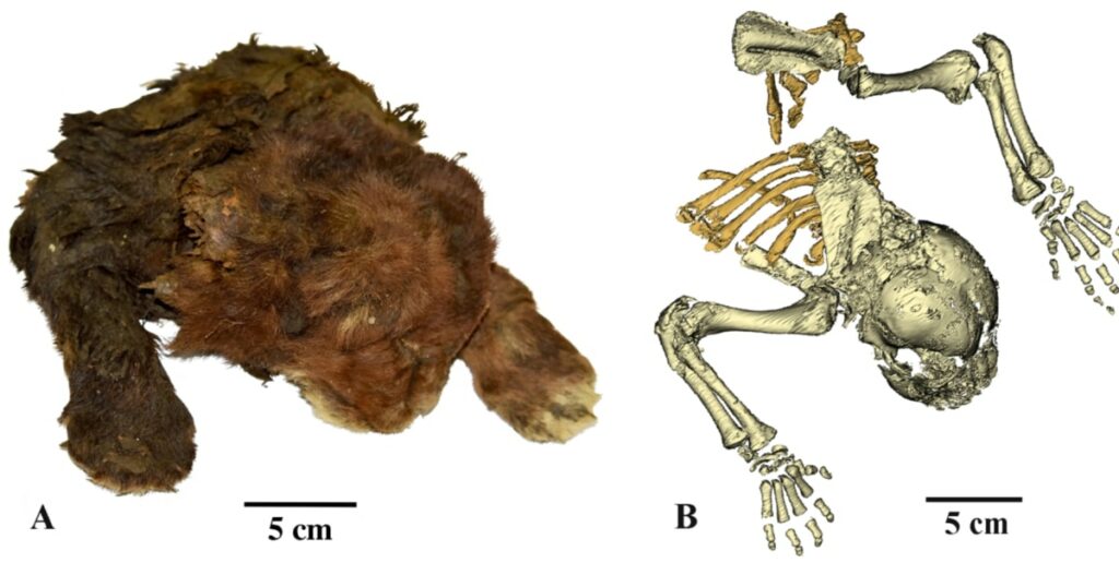 First-ever examination of a frozen mummy of a Saber-toothed tiger dating back 35,000 years First Ever Examination Of A Frozen Mummy Of A Saber Toothed Tiger