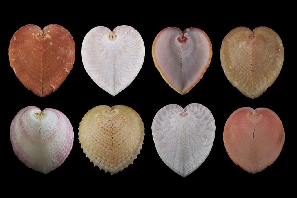 Heart Shaped Mollusks With Window Like Structures That Function As Optical Fibers