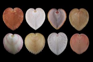 Heart Shaped Mollusks With Window Like Structures That Function As Optical Fibers