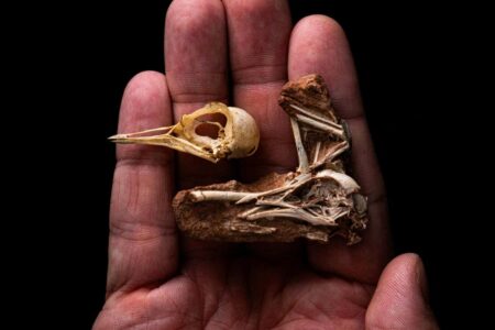Intricate Bird Fossils Reveal Insights Into The Development Of Avian