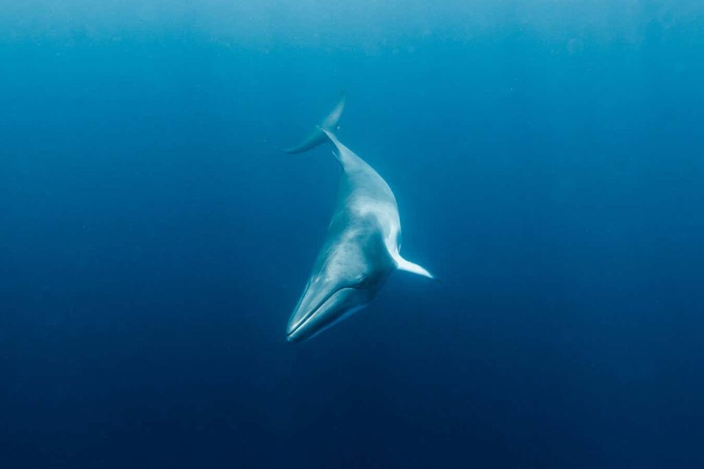 Minke Whales Found To Have Ultrasonic Hearing In Brainwave Experiments