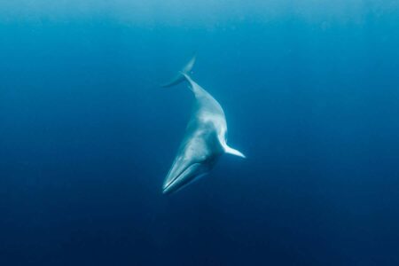 Minke whales found to have ultrasonic hearing in brainwave experiments Minke Whales Found To Have Ultrasonic Hearing In Brainwave Experiments