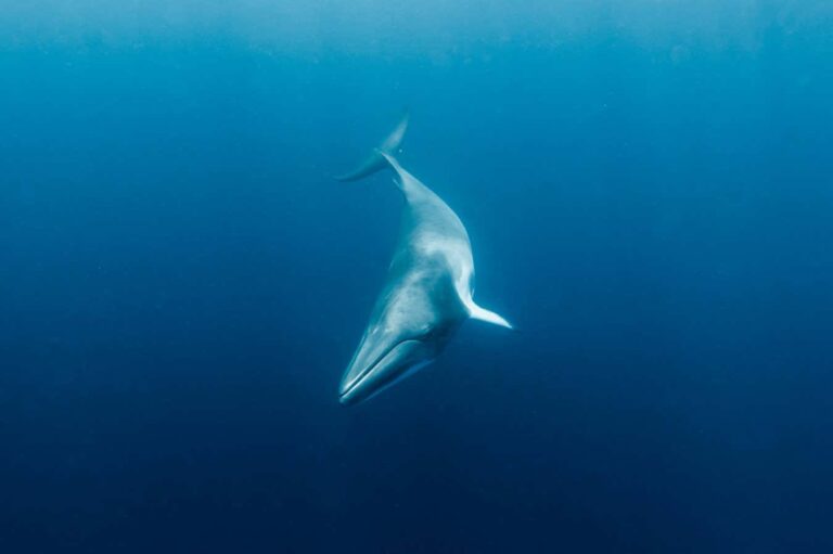 Minke Whales Found To Have Ultrasonic Hearing In Brainwave Experiments