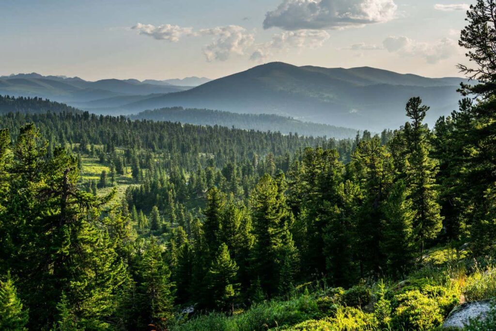 Nations Are Falsely Achieving Net Zero By Excessively Depending On