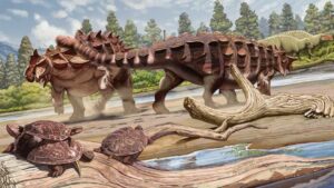 New Species Of Ankylosaurid Dinosaur Discovered By Paleontologists
