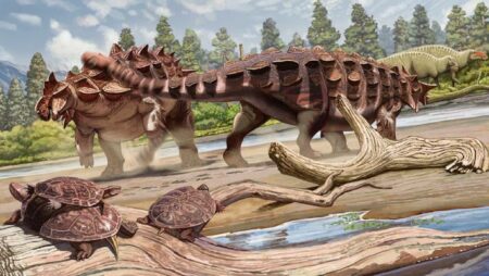 New Species of Ankylosaurid Dinosaur Discovered by Paleontologists New Species Of Ankylosaurid Dinosaur Discovered By Paleontologists
