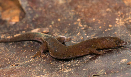 New Species Of Gecko Discovered By Scientists In Venezuela