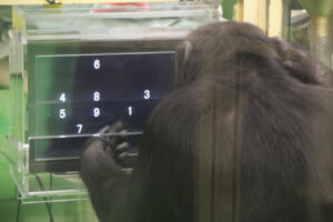 Research Shows Chimpanzees Excel At Challenging Computer Tasks In The