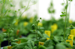 Scientists Explore The Mechanisms Of Dna Methylation In Plants