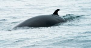 Scientists Successfully Capture The First Baleen Whale For Hearing Study
