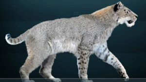 Scimitar Tooth Cat Cub Found In Permafrost In Yakutia Estimated To