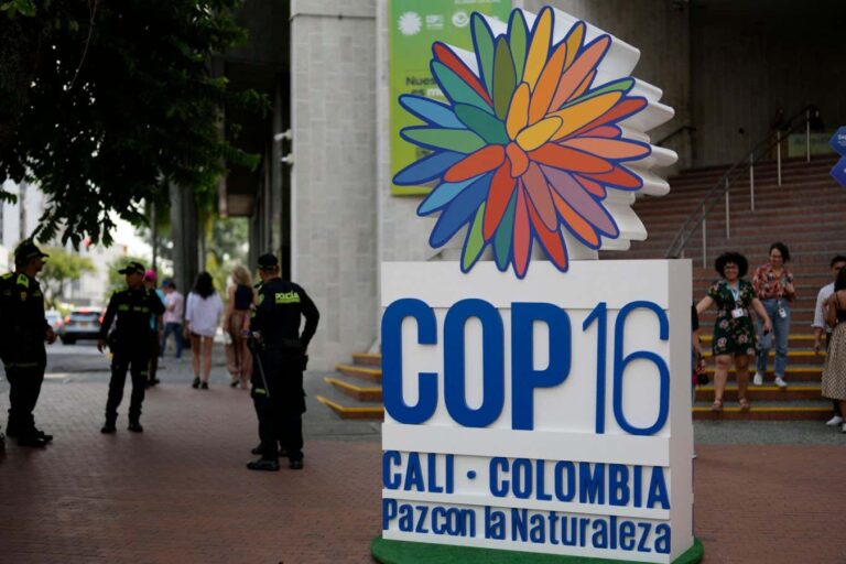 The COP16 biodiversity summit resulted in significant setbacks for conservation efforts The Cop16 Biodiversity Summit Resulted In Significant Setbacks For Conservation