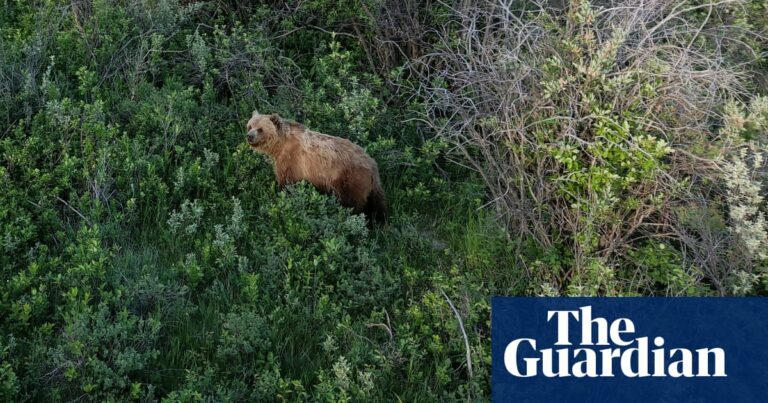 The Race is On: How Scientists are Using Drones to Track Grizzly Bears The Race Is On: How Scientists Are Using Drones To