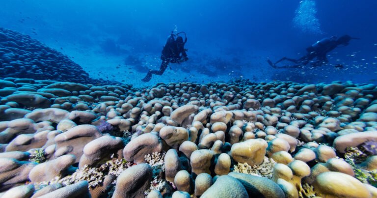 The Solomon Islands unearths the world’s biggest coral reef The Solomon Islands Unearths The World's Biggest Coral Reef